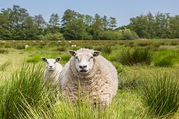 Mère brebis avec son agneau dans les hautes herbes à Drenthe