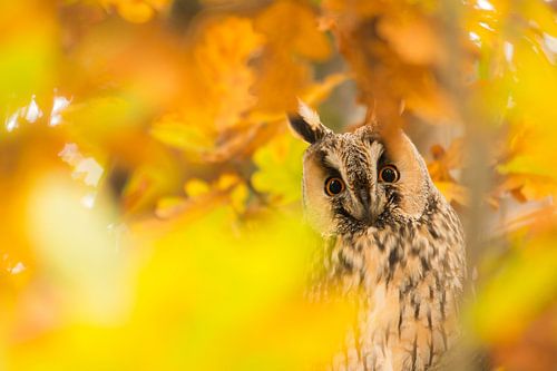Hibou des marais aux couleurs d'automne