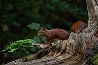 Rode eekhoorn in het bos van Marjolein van Middelkoop thumbnail