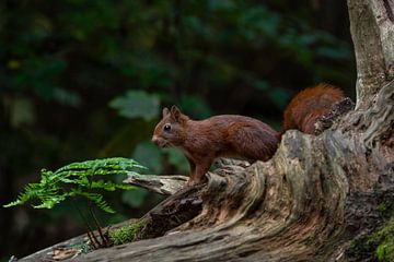 Red squirrel in the forest by Marjolein van Middelkoop