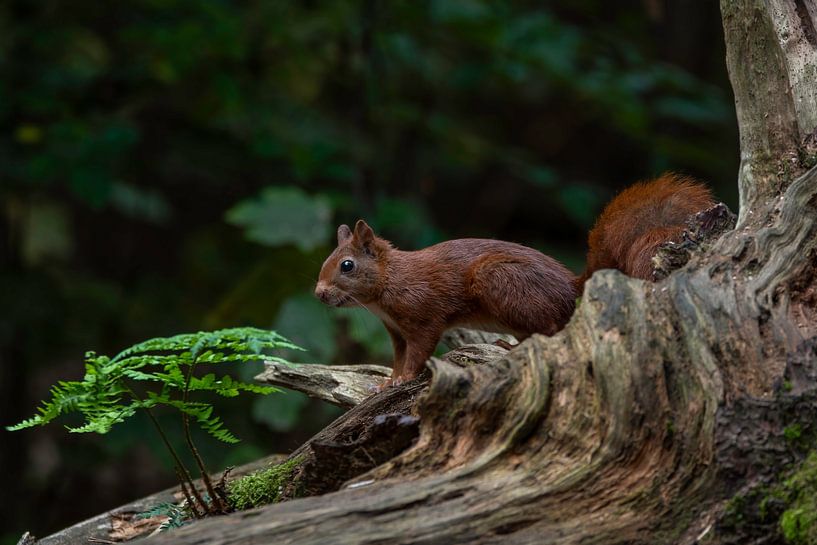Rode eekhoorn in het bos van Marjolein van Middelkoop