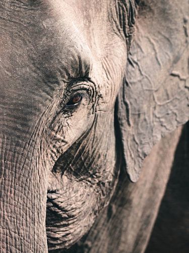 Close up van een olifant