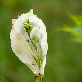 Knop van de gewone Bereklauw op uitbarsten