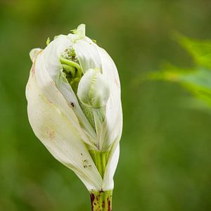 Knauf der gemeinsamen Bergkralle bei Ausbruch
