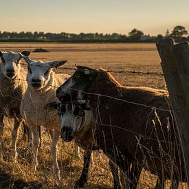 Schapen van Jacco Bezuijen