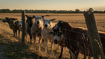 Schapen van Jacco Bezuijen