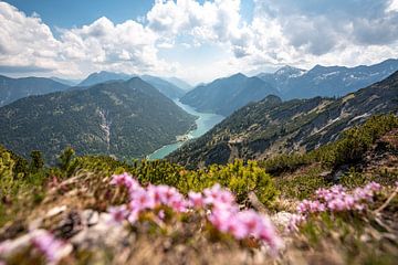 blumiger Blick auf den Plansee