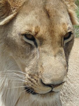 Close up van een leeuwin van Robin van Tilborg