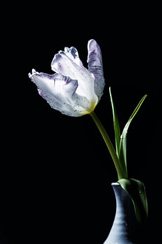 Parrot tulip with white petals and water drops in a light blue v