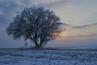 Frosted tree in snowy landscape