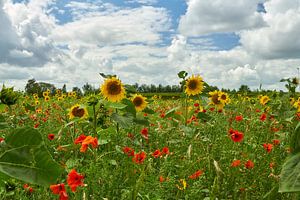 Fleurs sauvages sous un ciel d'été