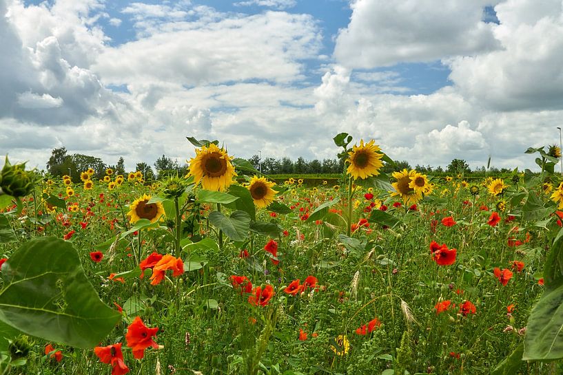 Wildflowers under summer sky by Ad Jekel