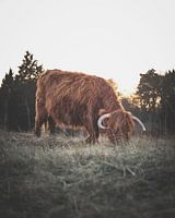 Schottischer Highlander bei Sonnenuntergang