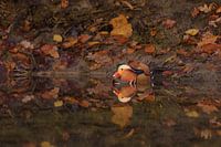mandarijneend in herfst sfeer