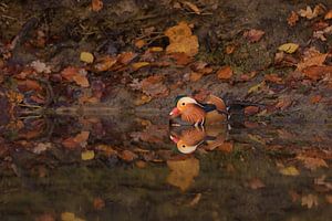 Mandarinen-Ente in Herbststimmung