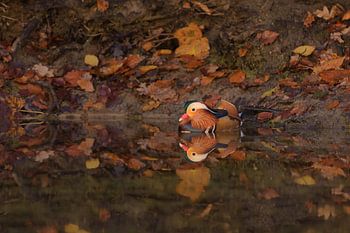 Mandarinen-Ente in Herbststimmung