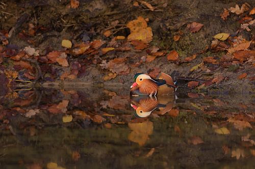 mandarin duck in autumn mood by Remco Van Daalen