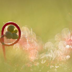 Zonnedauw von Dick Vermeij