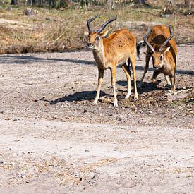 Impala's spelen met een rots op een zonnige dag van JGL Market