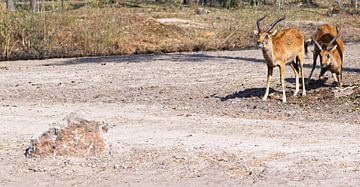Impala's spelen met een rots op een zonnige dag van JGL Market