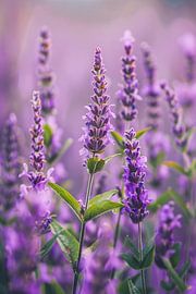 Close-up of blooming lavender flowers in purple by Art & Soul Creations