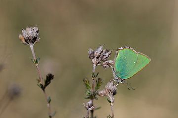 Le papillon vert sur Angelique Koops