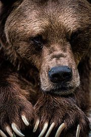 Ich habe auch Gefühle von Yoan Izetov