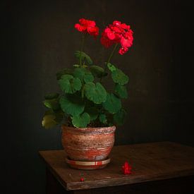 bloeiende geranium in een bloempot van Mykhailo Sherman