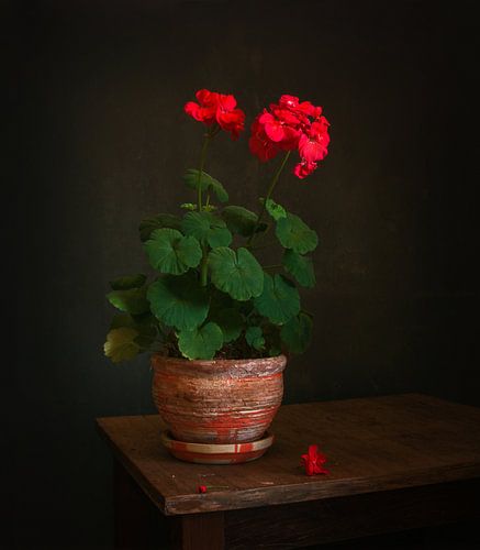 blooming geranium in a flower pot