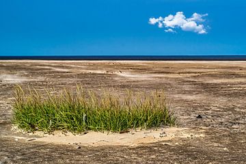 Des algues sur une plage déserte de la mer du Nord sur Thomas Riess