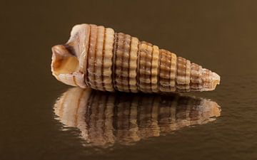 Panorama van een schelp in verschillende bruintinten van Marjolijn van den Berg
