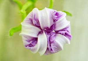Geschlossen Morning Glory Flower