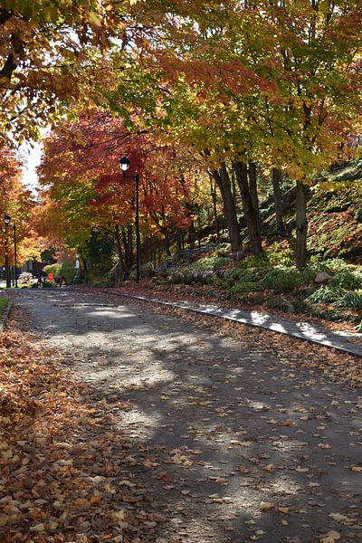 Une route de campagne à l'automne par Claude Laprise