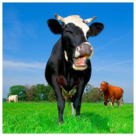 Laughing cow von Mike van Bemmelen