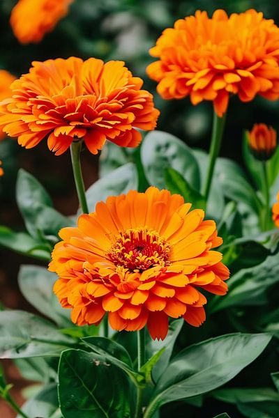 Durchsichtige von Imperial Art House