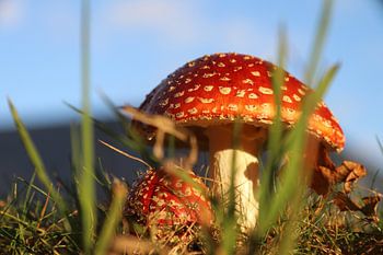 L'agaric moucheron au soleil du soir. 