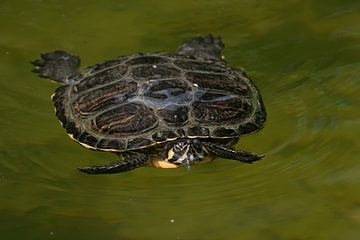 Zaagrugschildpad : Ouwehands Dierenpark van Loek Lobel
