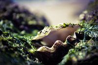 het Scheveningse strand bevat ontelbare schatten