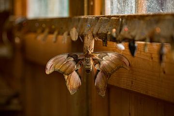 mooie mot vlinder die niet uit zijn cocon gekropen is in een vlindertuin van Margriet Hulsker