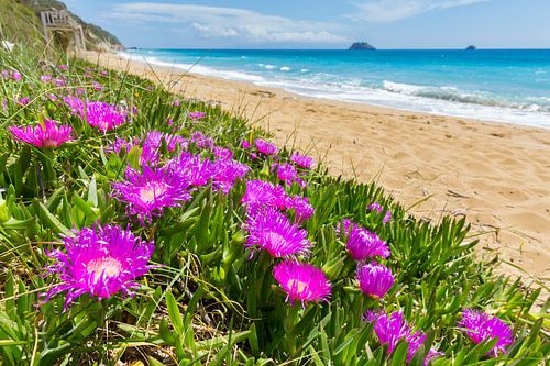 Pink icicle flowers at greek coast on island Kefalonia