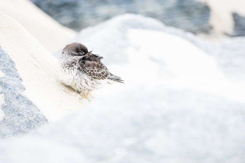 Purple sandpiper during storm by Danny Slijfer Natuurfotografie
