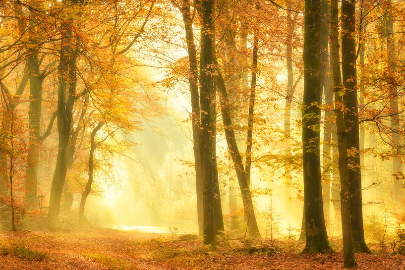 Sentier à travers une forêt brumeuse par une belle journée d'automne brumeuse par Sjoerd van der Wal Photographie