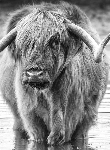 Highlander écossais