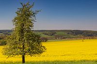 Kleurenspel