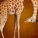 Girafes