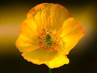 The Mock Poppy