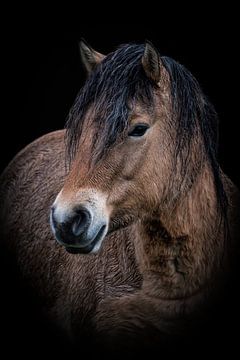 Portrait Konik Pferd