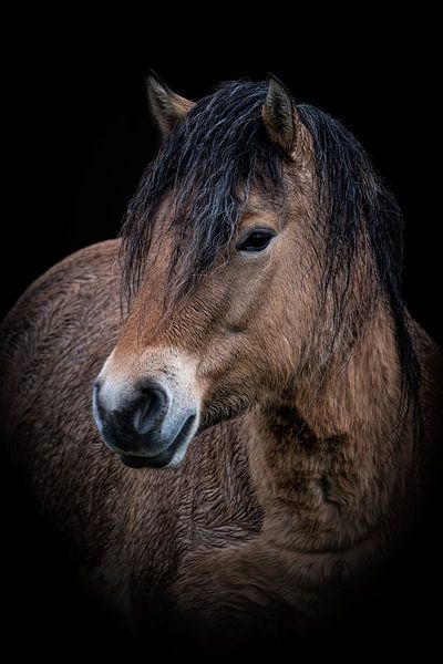 Portrait du cheval Konik par Marjolein van Middelkoop