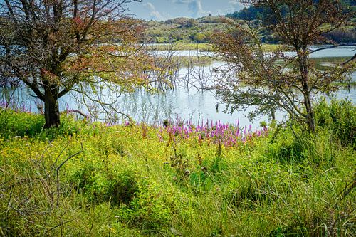 bird lake kennemer dunes by eric van der eijk
