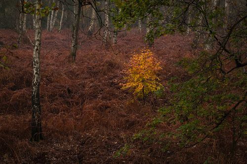 Goud boompje tussen de berkenbomen